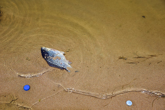 A dead fish and plastic covers in a beach inside water. This image could be useful for environmental concepts.