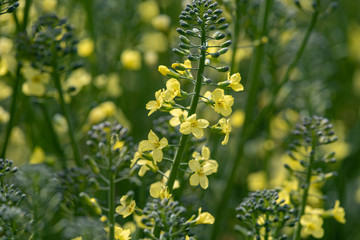 Broccoli flowers, Blooming canola flowers