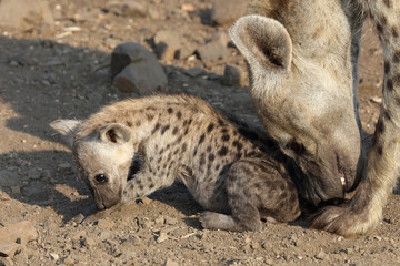 Tüpfelhyäne / Spotted Hyaena / Crocuta crocuta.