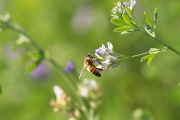 Honey bee pollinates alfalfa flower on natural background