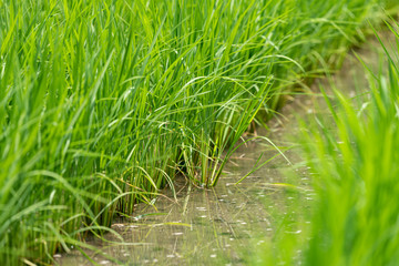 Close up rice field, young rice plant