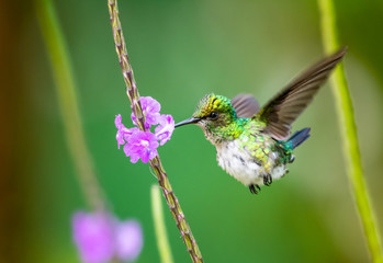 A White-chested Emerald hummingbird feeds on a purple Vervein flower.