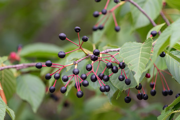 Cherry fruit of Prunus speciosa, Oshima cherry, on the branch