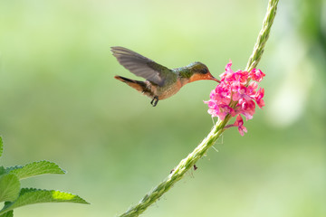 A female Tufted Coquette feeds on Vervein flower in a garden.
