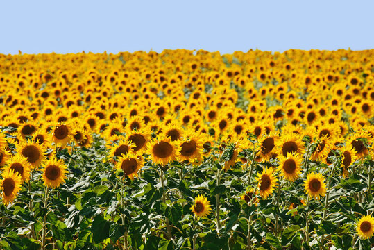 Sunflower field flowers in the summer