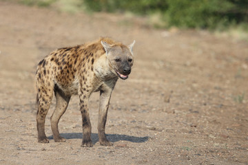 Tüpfelhyäne / Spotted hyaena / Crocuta crocuta
