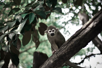 little monkey on tree 