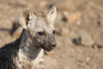 T&uuml;pfelhy&auml;ne / Spotted Hyaena / Crocuta crocuta.
