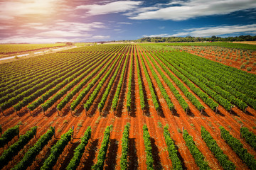 Aerial view of vineyard. Grape bushes in rows seen from above.