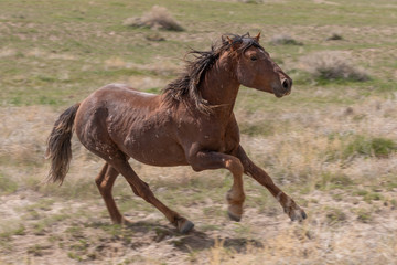 Fototapeta premium Wild Horse in the Utah Desert in Summer