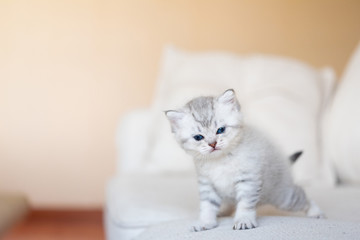 Cute kitten in home