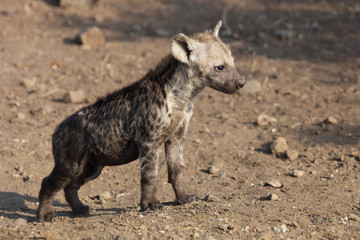 Tüpfelhyäne / Spotted Hyaena / Crocuta crocuta.