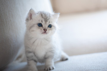 Plakat Cute lonely kitten