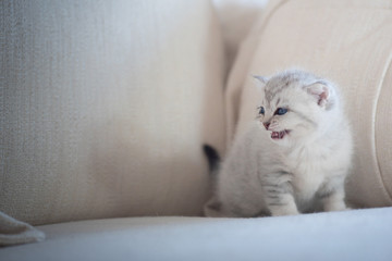 Fototapeta na wymiar Cute lonely kitten