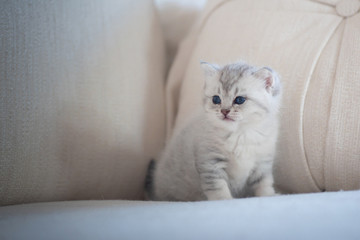 Naklejka na ściany i meble Cute lonely kitten
