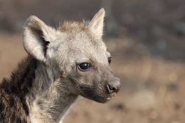 T&uuml;pfelhy&auml;ne / Spotted Hyaena / Crocuta crocuta.