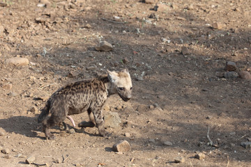 Tüpfelhyäne / Spotted Hyaena / Crocuta crocuta.