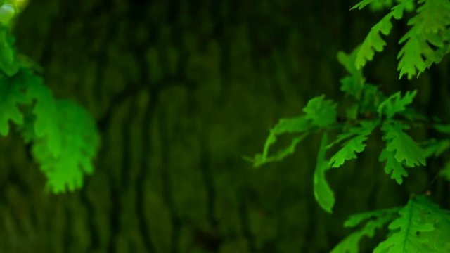 Quercus robur, commonly known as pedunculate oak or English oak, OAK - ROBLE ALBAR, Cantabrian Sea, Liendo, Cantabria, Spain, Europe