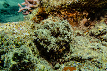 Coral reefs and water plants in the Red Sea, Eilat Israel