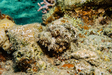 Coral reefs and water plants in the Red Sea, Eilat Israel