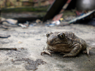 Earth toad in the garden