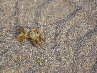 Insect among the sand in the desert. The inhabitants of the desert. Brown pest plants.