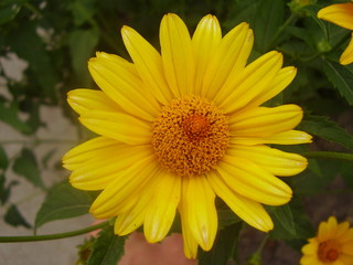 Yellow flower in the garden. Glebionis segetum (syn. Chrysanthemum segetum)