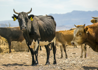 .A herd of cows grazing in the meadow in the open air. Pastures for animals. Cows eat grass. Angry bull guards cows.