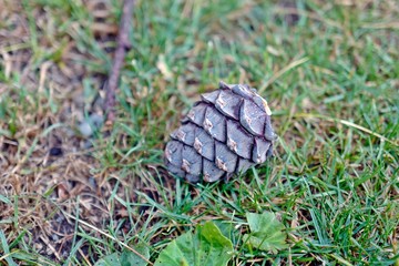 cones from the swiss stone pine on the forest floor