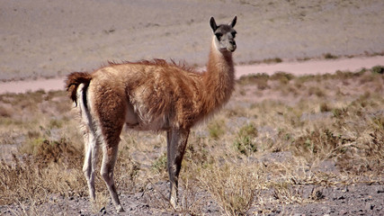 Chili et Bolivie, le plus beau voyage. Volcans, geysers, lagunes, vigognes, lamas, guanacos, alpagas, viscaches, flamant rose...