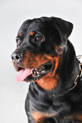 portrait of a rottweiler isolated on white background