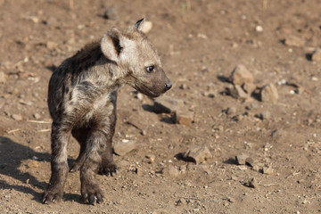 Fototapeta premium Tüpfelhyäne / Spotted Hyaena / Crocuta crocuta.