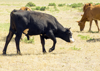 .A herd of cows grazing in the meadow in the open air. Pastures for animals. Cows eat grass. Angry bull guards cows.