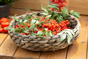 Obraz premium Wicker dish with ripe red rowan berries with leaves. Harvest Festival, rowan clusters