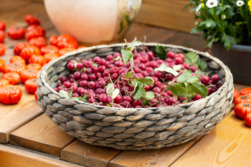 Black chokeberry berries in a wicker basket. Harvest Festival, black rowan clusters