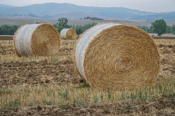 dried straw bales on a field