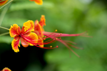 Fototapeta premium Close-up of Golden Phoenix