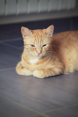 La pose du chat