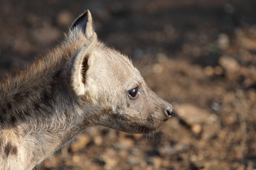 Tüpfelhyäne / Spotted Hyaena / Crocuta crocuta.