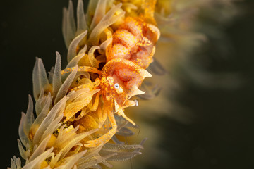 Zanzibar whip coral shrimp - Dasycaris zanzibarica