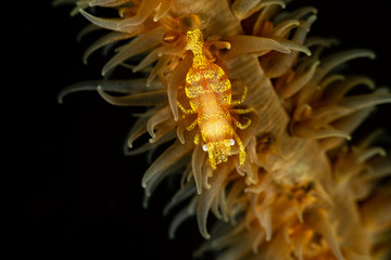 Zanzibar whip coral shrimp - Dasycaris zanzibarica