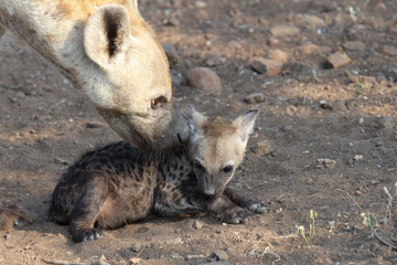 Tüpfelhyäne / Spotted Hyaena / Crocuta crocuta.