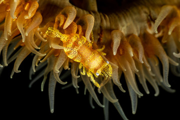 Zanzibar whip coral shrimp - Dasycaris zanzibarica