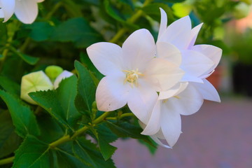 blooming of beautiful white flowers blooming in the summer sun