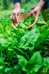 Gardner picking spinach in organic farm