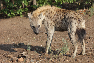 Tüpfelhyäne / Spotted hyaena / Crocuta crocuta