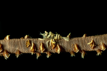 Barred Wire Coral Shrimp, pontonides ankeri