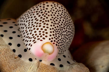 Umbilical Egg Shell or Warty/Little Egg Cowry, Calpurnus verrucosus, is a species of sea snail, a cowry, a marine gastropod mollusk in the family Ovulidae