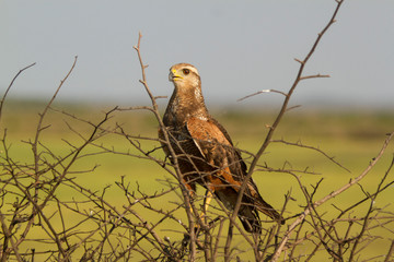 Hawk