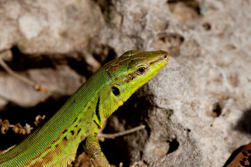 sand lizard, Lacerta agilis